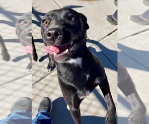 Labrador Retriever-Unknown Mix Dogs for adoption in Tulsa, OK, USA