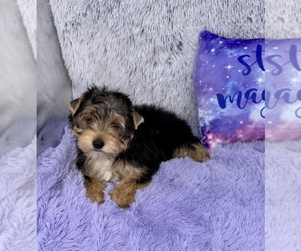 Medium Photo #8 Yorkshire Terrier Puppy For Sale in SANDY HOOK, KY, USA