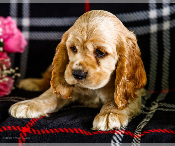 Medium Photo #5 Cocker Spaniel Puppy For Sale in WAKARUSA, IN, USA