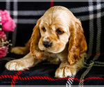 Small #3 Cocker Spaniel