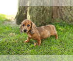 Small Photo #34 Dachshund Puppy For Sale in BREMEN, IN, USA