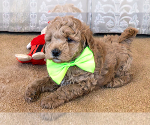 Goldendoodle (Miniature) Puppy for sale in ROY, UT, USA