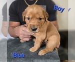 Puppy Dark Blue Golden Irish