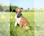 Small #5 Basenji-Rat Terrier Mix