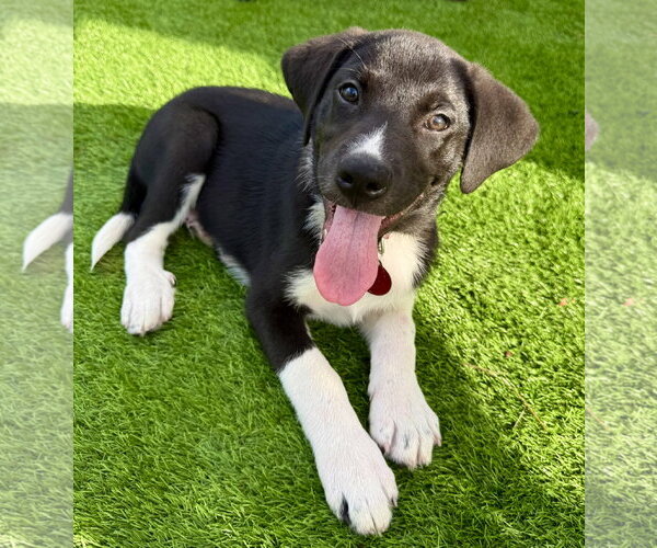 Medium Photo #2 Labrador Retriever-Unknown Mix Puppy For Sale in Royal Palm Beach, FL, USA