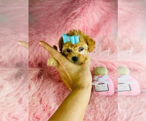 Medium Photo #29 Poodle (Toy) Puppy For Sale in PEMBROKE PINES, FL, USA