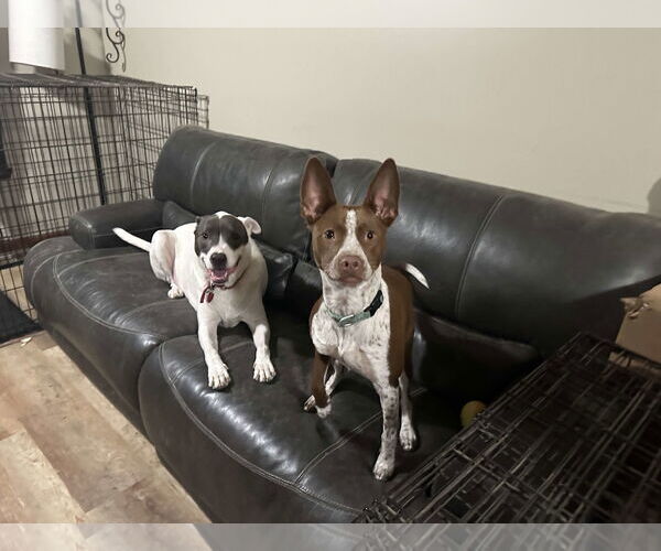 Medium Photo #6 American Staffordshire Terrier-Unknown Mix Puppy For Sale in Overland Park, KS, USA