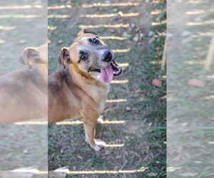 Nate - Male Labrador Retriever Dog for Adoption - Photo #4