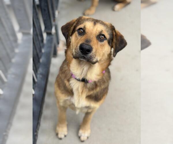 Medium Photo #2 Shepweiller Puppy For Sale in Santa Maria, CA, USA