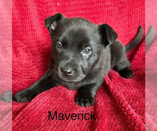 Medium Photo #2 Labrador Retriever-Unknown Mix Puppy For Sale in Aurora, IN, USA