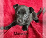 Small #1 Labrador Retriever Mix