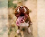 Small Photo #6 American Pit Bull Terrier Puppy For Sale in Richmond, VA, USA
