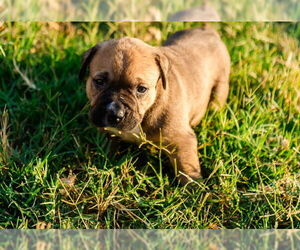 Boxer-Unknown Mix Dogs for adoption in OKLAHOMA CITY, OK, USA