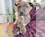 Small Photo #1 Mutt Puppy For Sale in Nazareth, PA, USA
