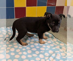 Australian Kelpie-Unknown Mix Dogs for adoption in Plano, TX, USA