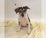Small #7 American Staffordshire Terrier Mix
