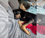 Small Photo #8 Doberman Pinscher-Unknown Mix Puppy For Sale in Minneaoplis, MN, USA