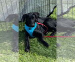 Small #4 Great Dane-Labrador Retriever Mix