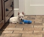 Small Photo #8 West Highland White Terrier Puppy For Sale in IDABEL, OK, USA
