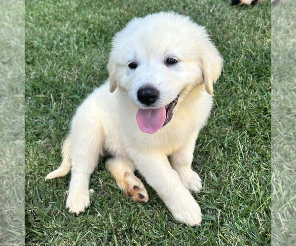 Medium Photo #2 Golden Pyrenees Puppy For Sale in Spring Lake, NC, USA