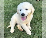 Small #1 Golden Pyrenees
