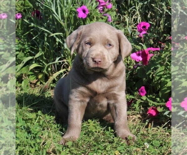 Medium Photo #2 Labrador Retriever Puppy For Sale in QUARRYVILLE, PA, USA