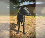 Small #3 Labrador Retriever Mix