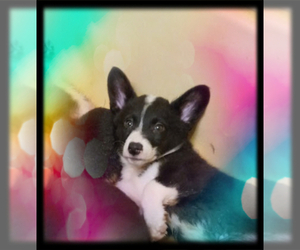 Australian Shepherd-Pembroke Welsh Corgi Mix Puppy for sale in GALLEGOS, NM, USA