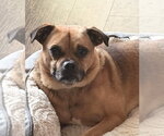 Small #2 Pug Mix
