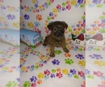 Small Photo #9 Poodle (Toy) Puppy For Sale in LAPEER, MI, USA