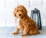 Small Photo #48 Poodle (Toy) Puppy For Sale in WAKARUSA, IN, USA
