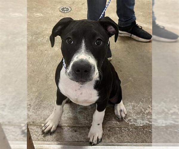 Medium Photo #1 Labrador Retriever-Unknown Mix Puppy For Sale in San Andreas, CA, USA