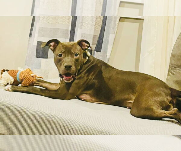 Medium Photo #7 American Pit Bull Terrier-Unknown Mix Puppy For Sale in Germantown, OH, USA