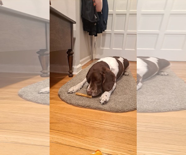 Medium Photo #7 Border Collie-Brittany Mix Puppy For Sale in Curwensville, PA, USA