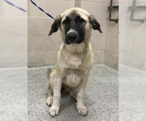 Anatolian Shepherd-Unknown Mix Dogs for adoption in Conroe, TX, USA