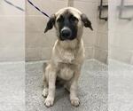 Small Anatolian Shepherd Mix