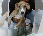 Small Black Mouth Cur