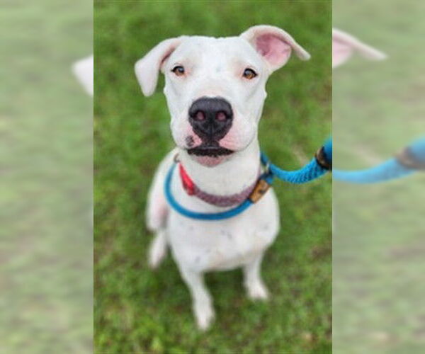 Medium Photo #1 American Staffordshire Terrier-Unknown Mix Puppy For Sale in Fort Lauderdale, FL, USA