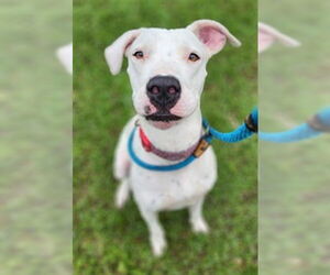 American Staffordshire Terrier-Unknown Mix Dogs for adoption in Fort Lauderdale, FL, USA