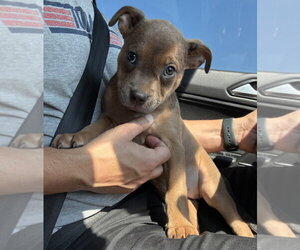 Mutt Dogs for adoption in OKLAHOMA CITY, OK, USA