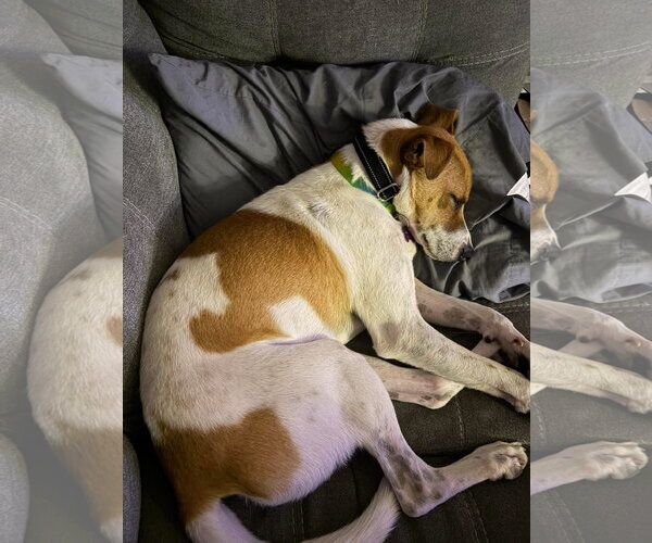 Medium Photo #5 Red Heeler-Unknown Mix Puppy For Sale in New London, WI, USA