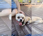 Small #1 Shih Tzu Mix