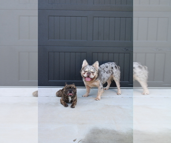 Medium Photo #1 French Bulldog Puppy For Sale in SPRING, TX, USA