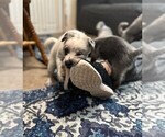 Small #1 Texas Heeler