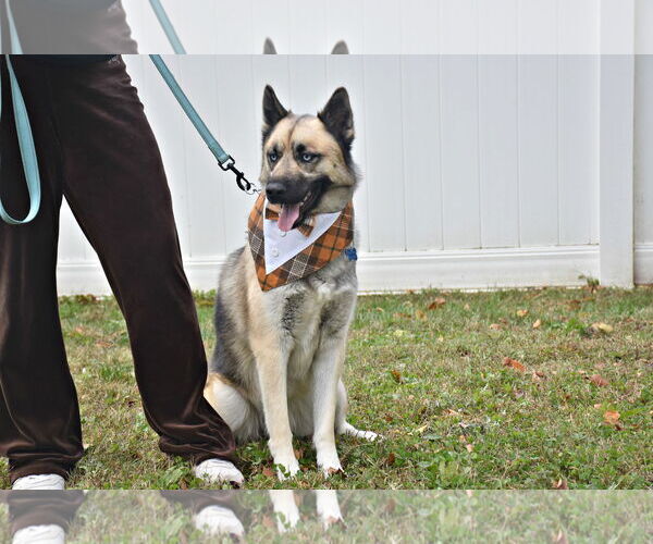 Medium Photo #7 German Shepherd Dog-Siberian Husky Mix Puppy For Sale in Spring Lake, NJ, USA