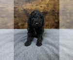 Small Photo #4 Poodle (Standard) Puppy For Sale in MUSKOGEE, OK, USA