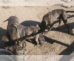 Small #3 American Pit Bull Terrier-Presa Canario Mix