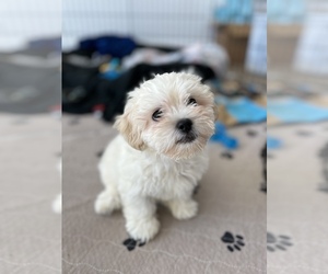 Zuchon Puppy for sale in RAINBOW, CA, USA
