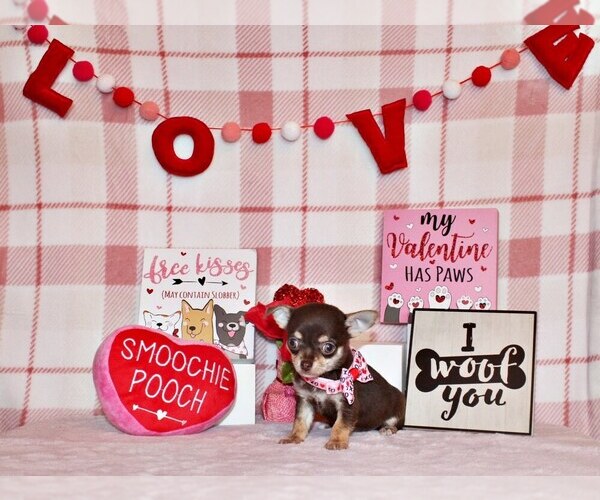 Medium Photo #1 Chihuahua Puppy For Sale in CHARLESTON, AR, USA