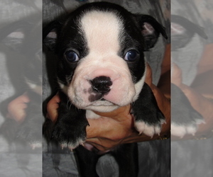 Boston Terrier Puppy for Sale in BEND, Oregon USA